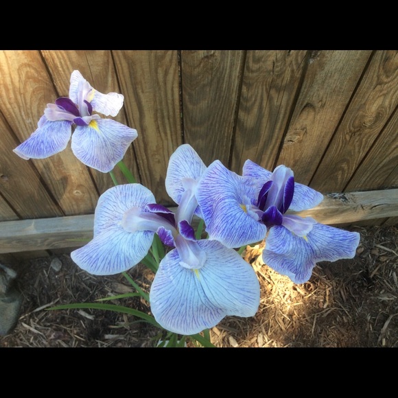 My name is Pauline. Please browse and share. Thx - Picture 2 of 3